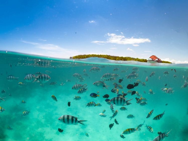 Diving in Zanzibar, discover the wonders of the Indian Ocean