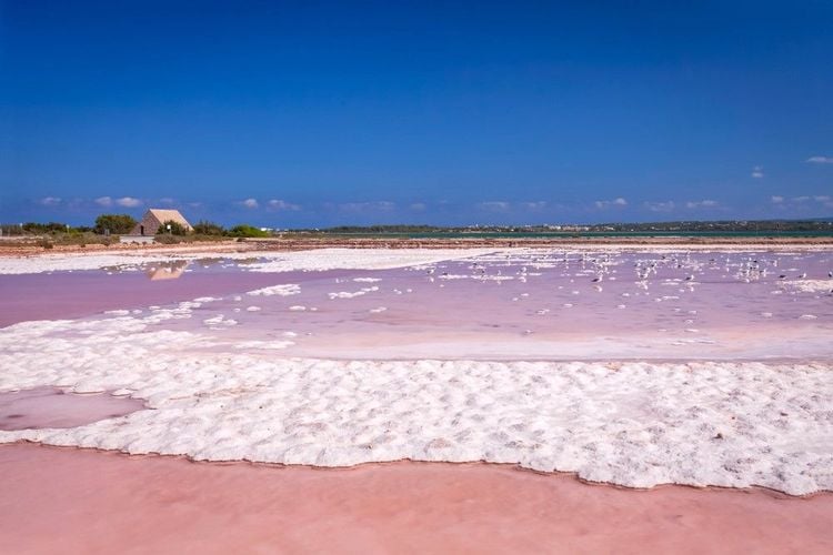 Les salines de Formentera virent souvent au rose violacé