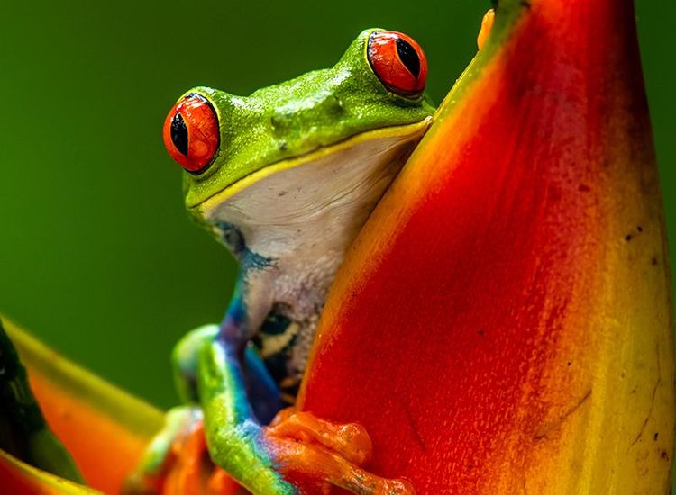 Grenouille multicolore de la forêt vierge costaricienne
