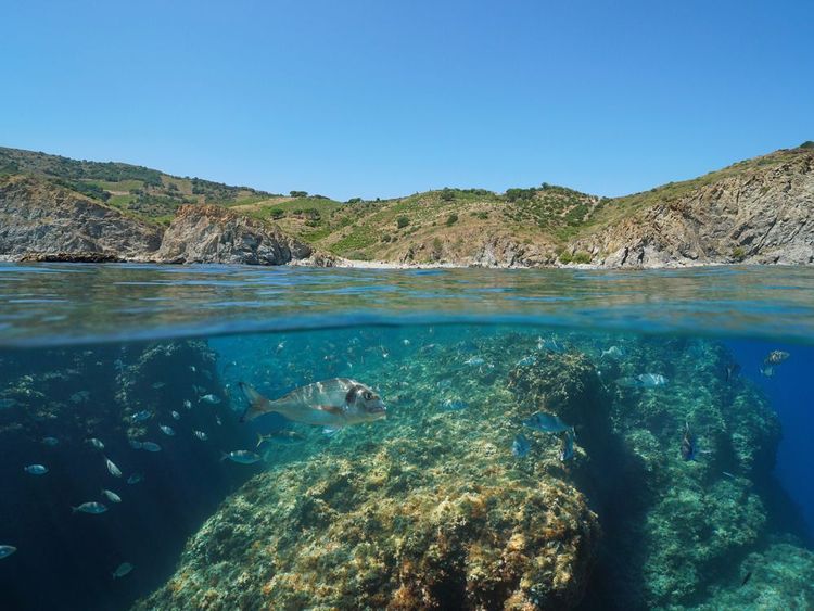 La reserva submarina de Cerbère-Banyuls, en los Pirineos Orientales