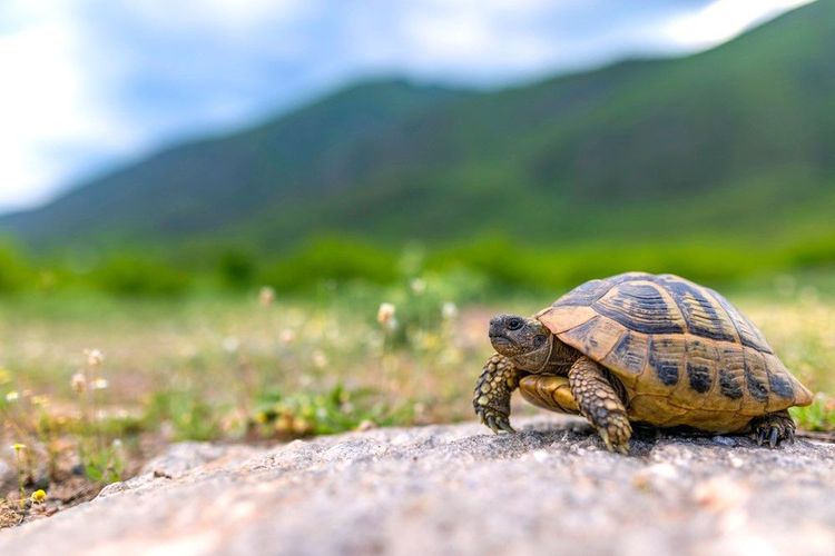La tortue terrestre d’Hermann se promène en toute insouciance sur l'ile (elle y est protégée)