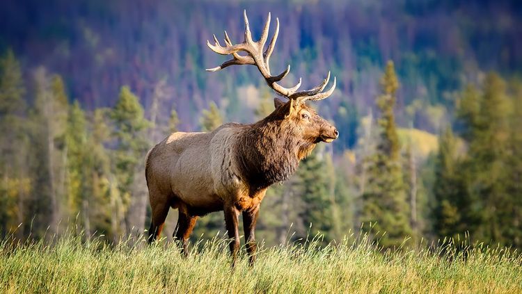 Wapiti dans la réserve naturelle Viidumäe