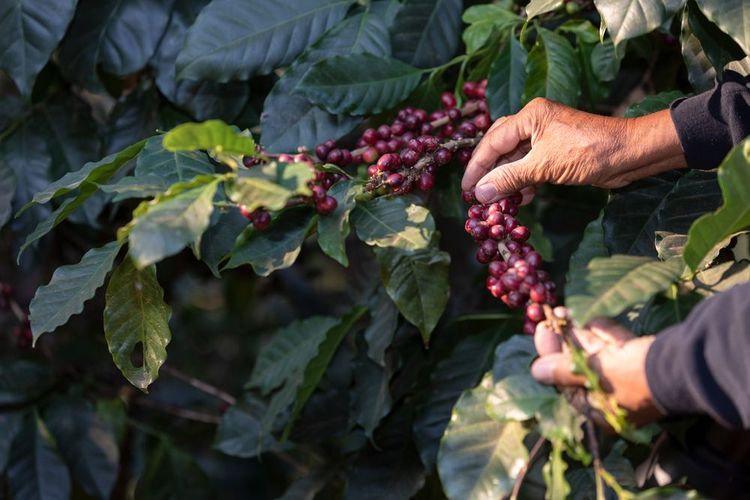 A farmer holding ripe arabica coffee beans