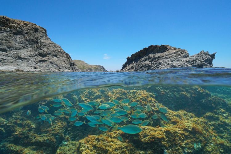  Mer méditerranéenne avec îlot et groupe de poissons Costa Brava, Colera