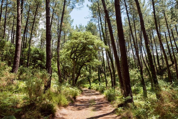 Der regionale Naturpark Landes de Gascogne