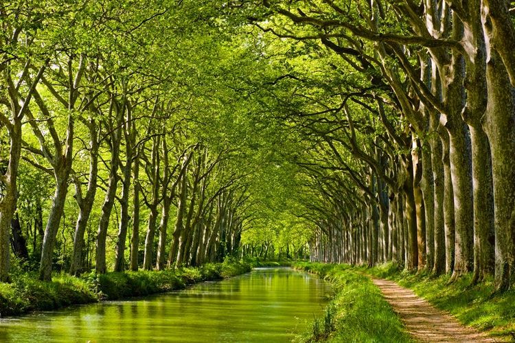 El Canal du Midi, una escapada a la naturaleza en Toulouse