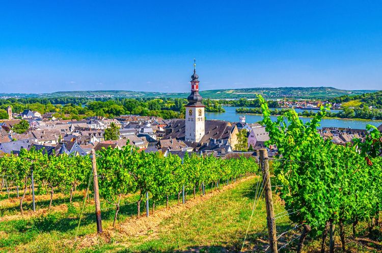 Les vignobles région viticole de Rheingau