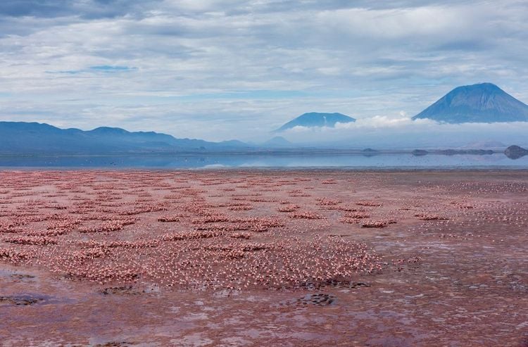 Des flamands nains sur le lac Natron