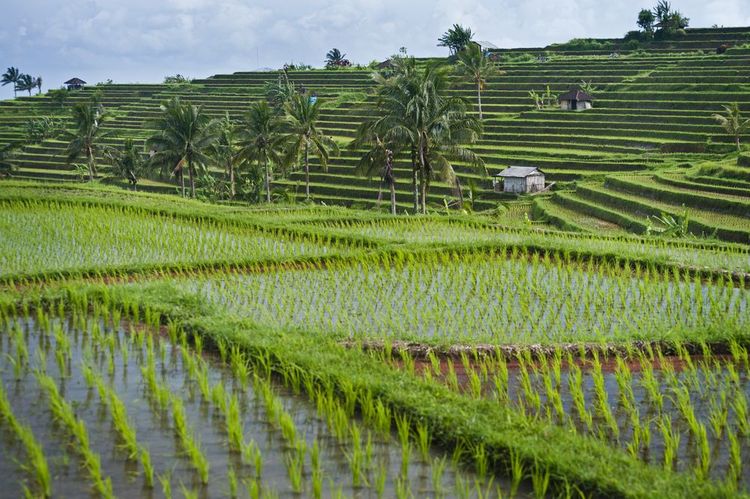 Découvrir les rizières de Jatiluwih