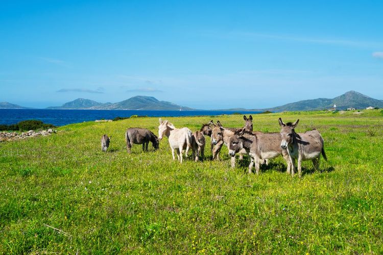 Les mulets sauvages sur l'île