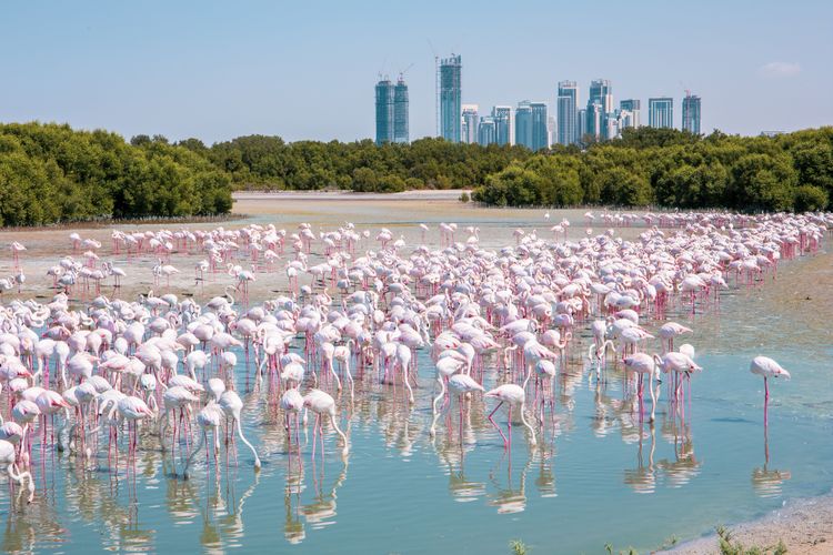 See the pink flamingos in the Ras Al Khor reserve
