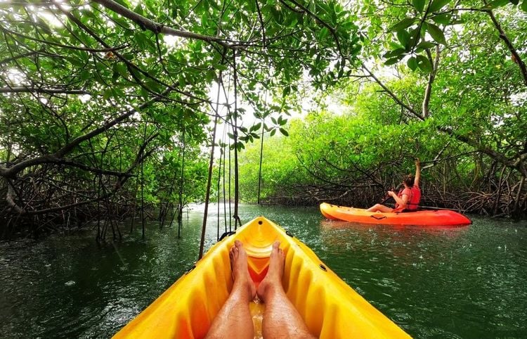 L'exploration en kayak à travers la mangrove de Martinique : immersion dans un écosystème préservé