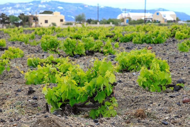 Santorini's vine