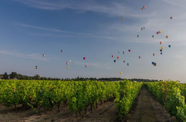 Vignes, Brissac-Quincé