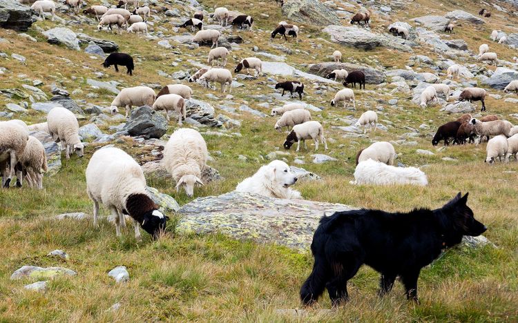 Deux chiens de berger, dont le patou des Pyrénées.