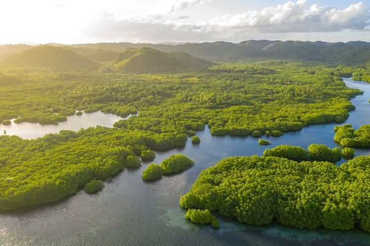 L'archipel d'Anavilhanas, forêt amazonienne du fleuve Negro, Amazonie, Brésil