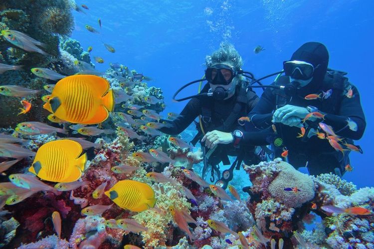  Bancs de poissons de corail près du Grand Trou Bleu 