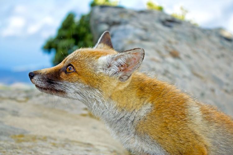 Les renards sont nombreux dans la réserve