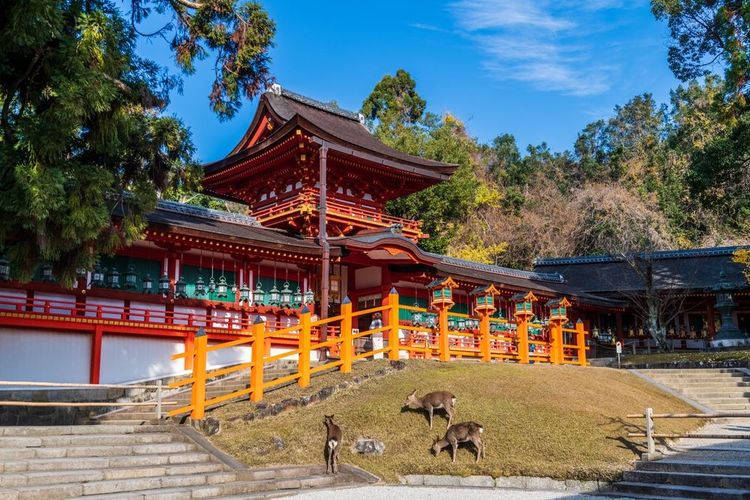 Biches et meurs faons aux abords du sanctuaire Kasuga Taisha