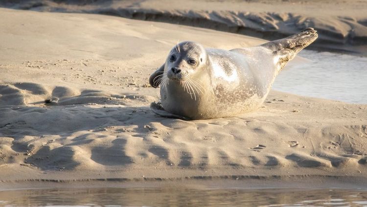 Watching seals in the Bay of the Somme