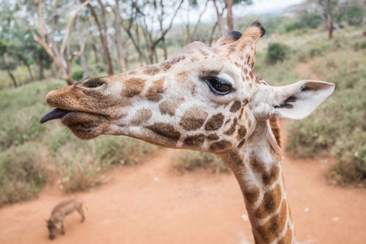 Faire une majestueuse rencontre au Girafe center de Nairobi. 