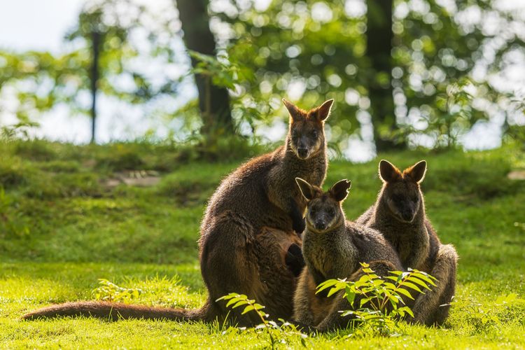 Comment observer les animaux sauvages en forêt ?