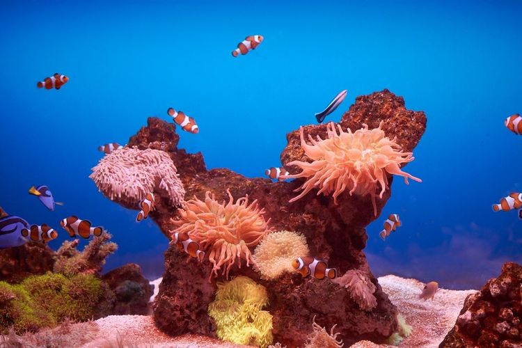 Aquarium de Palma de Majorque avec poissons clowns et coraux
