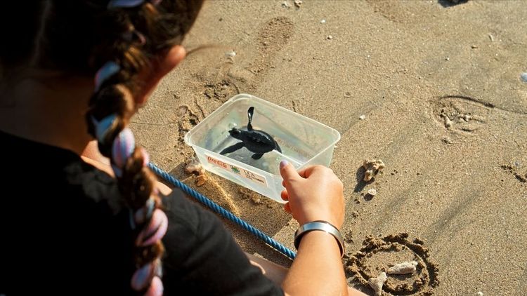 Tartarughina liberata sulla spiaggia di Kuta