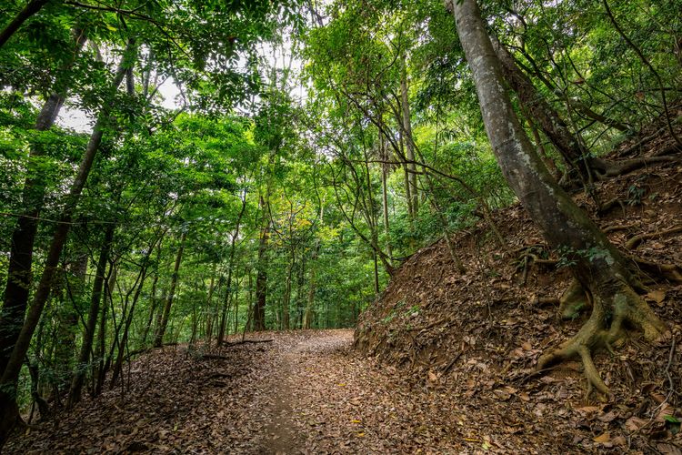 Visite el Bosque Real, un paseo fácil en el centro de Kandy.