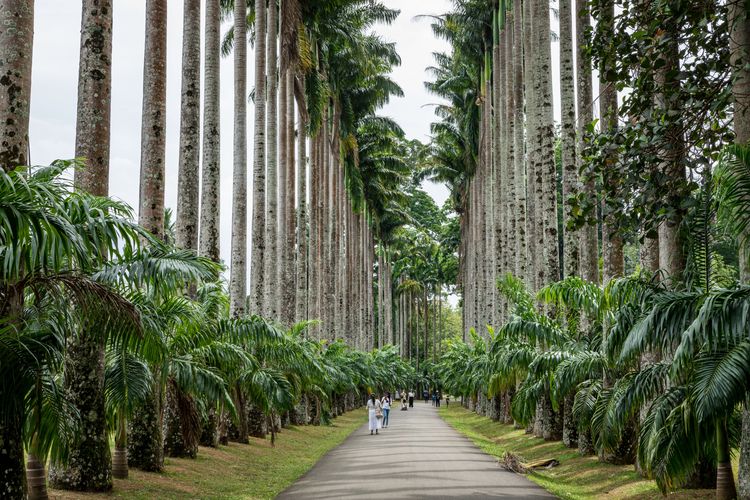 Il Giardino Botanico di Peradeniya: una delle più belle collezioni di orchidee del mondo