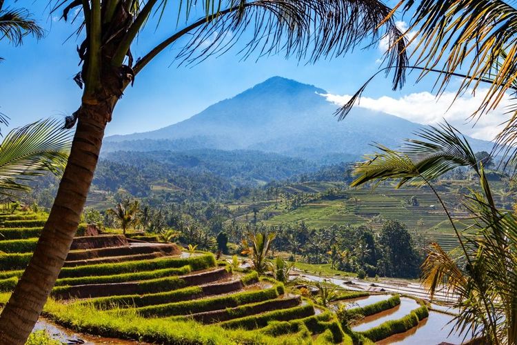 Vista panoramica delle risaie di Bali