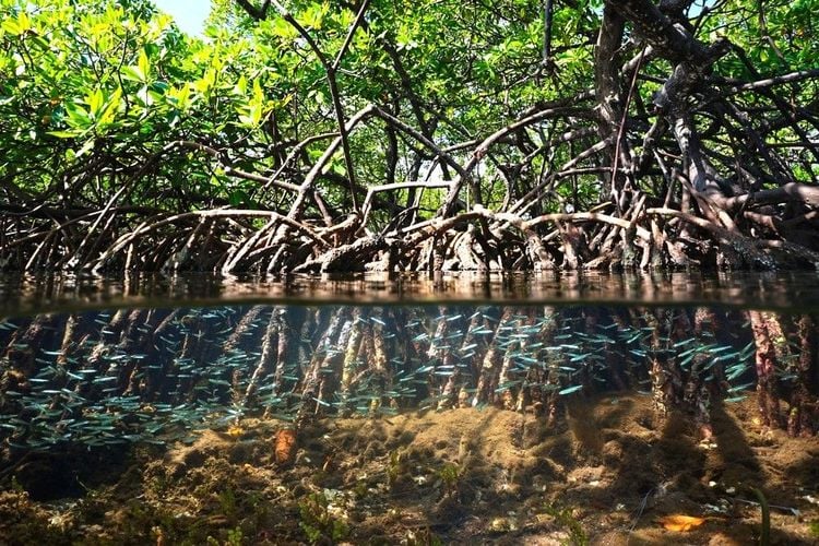 Les poissons viennent chasser et se reproduire dans la mangrove