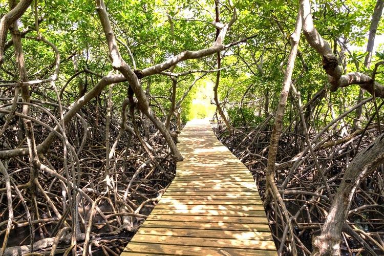 Dans la presqu'île de la Caravelle, une percée en caillebotis traverse la mangrove
