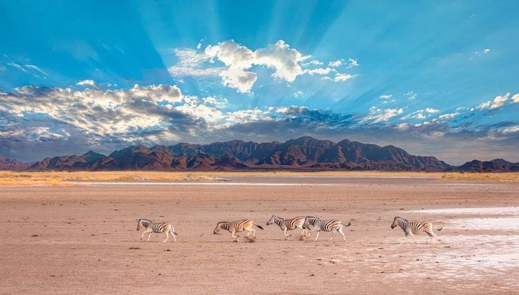  Parc national d'Etosha, Namibie