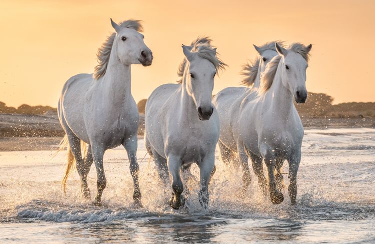 Camargue ; cheval ; mer