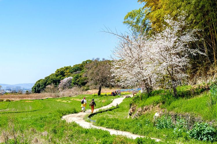Balade sur les chemins sinueux de Yamanobe-no-Michi