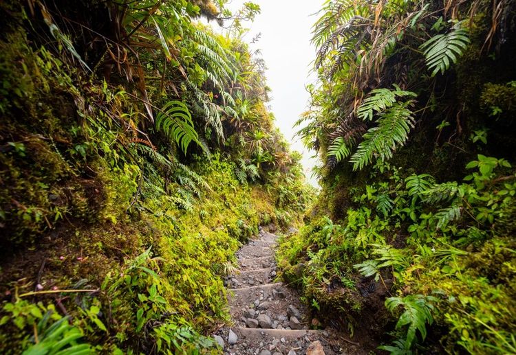 Sentier de randonnée au cœur de la montagne