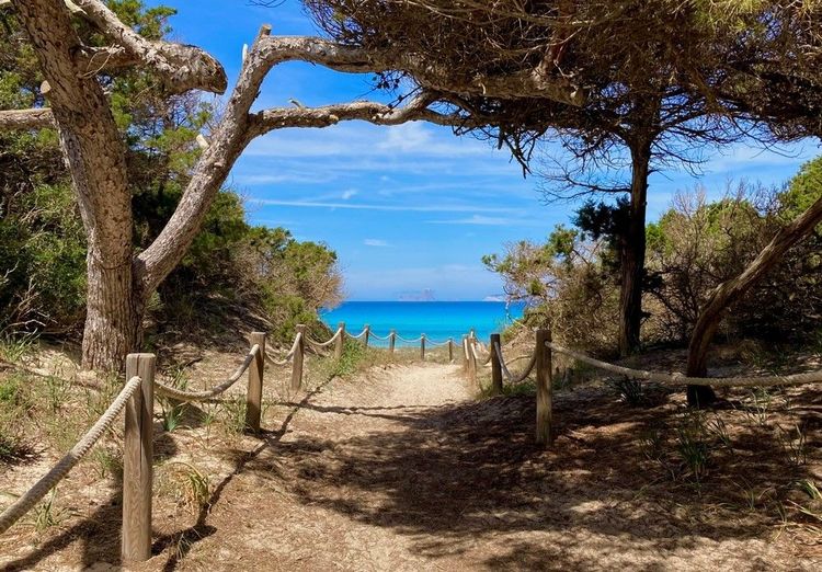 Senitier vers la plage de Cavall d´ en Borras, à Formentera