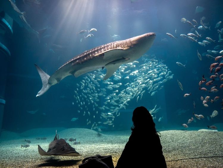 Aquarium Kaiyukan, Osaka, Japon