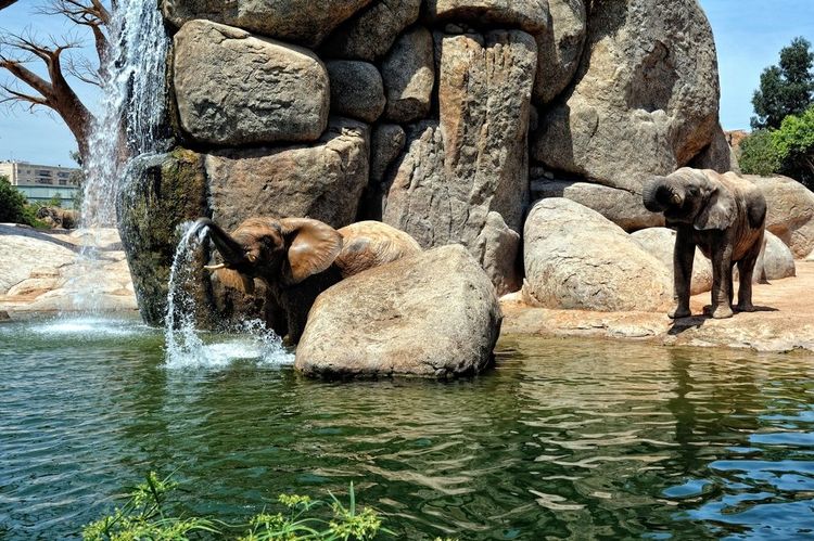 Bioparc de Valence, Espagne
