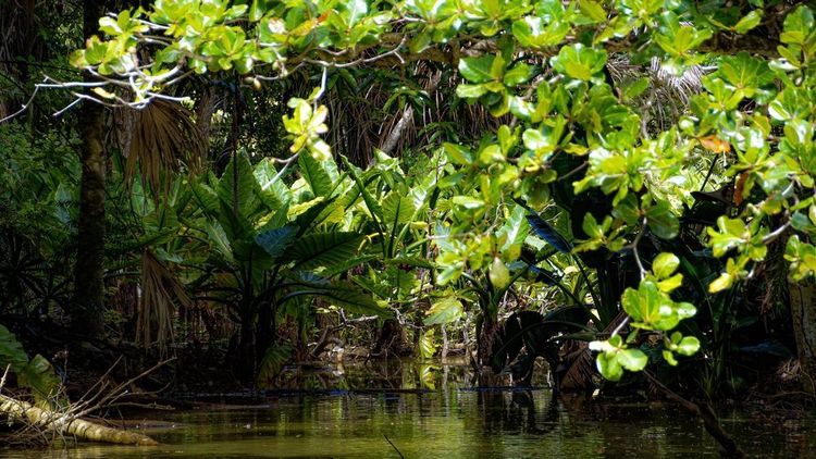 La mangrove de l'île Maurice