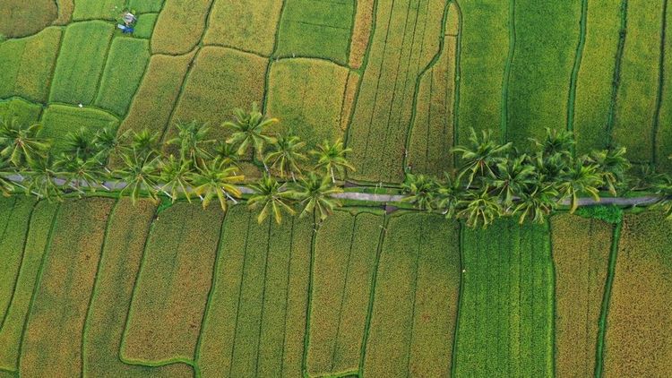 Il magnifico sentiero della Mancingan Rice Terrace