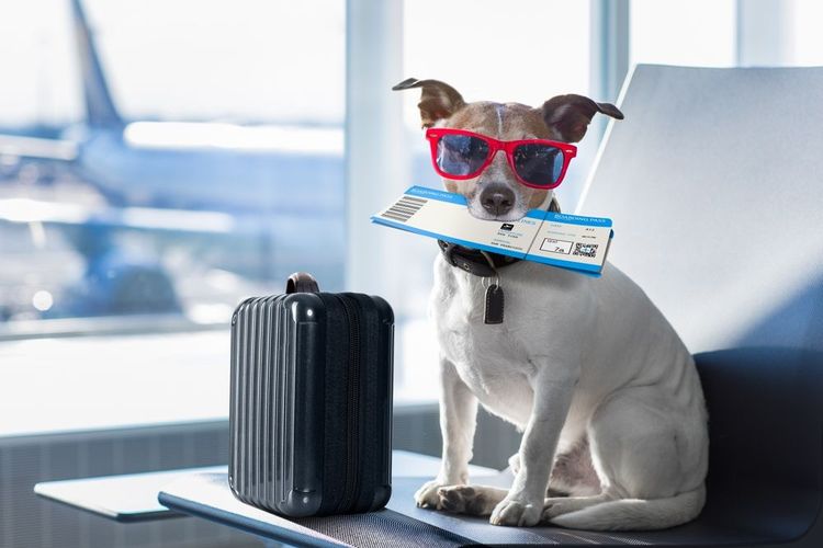 jack russel en attente à l'aéroport prêt à monter à bord