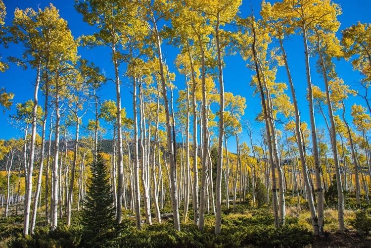 Le Pando ! Plus grand organisme en croissance sur la planète Terre.  