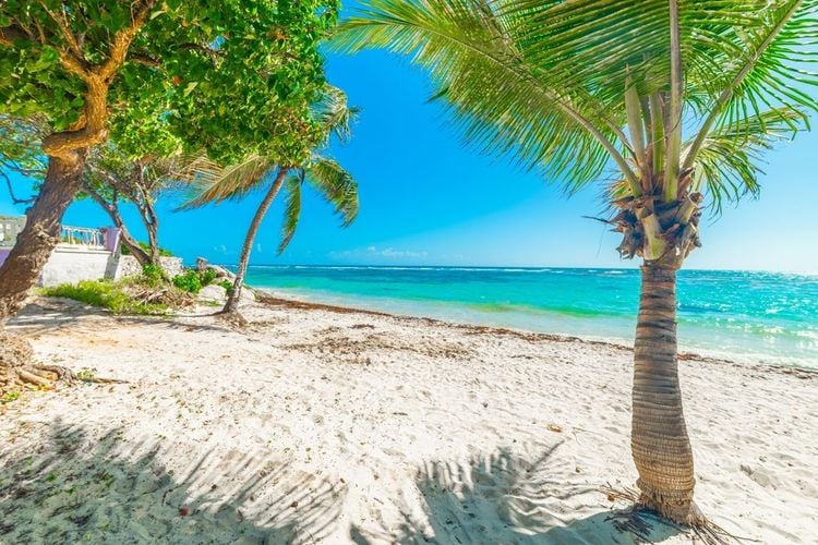 Des palmiers sous un soleil éclatant sur la plage de Raisins Clairs. Guadeloupe, mer des Caraïbes