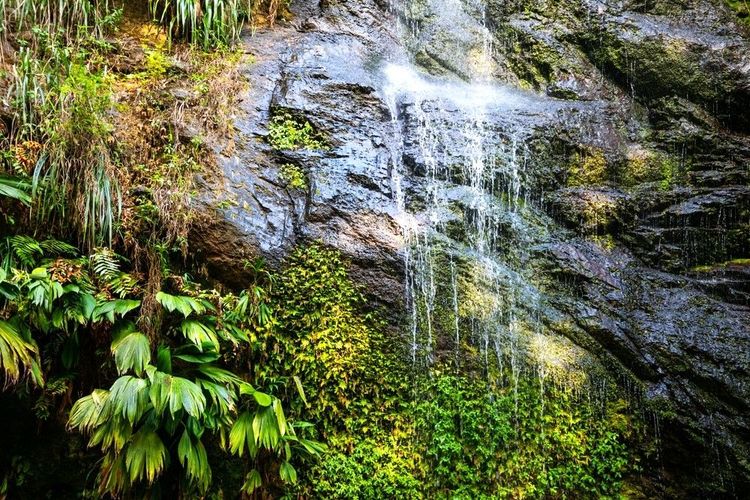 La cascade Couleuvre et sa flore, sur la montagne Pelée