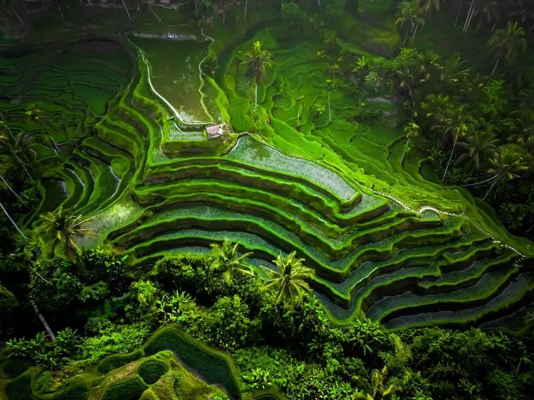 Vista aerea della splendida terrazza di riso di Tegallalang, circondata dalla foresta tropicale a Gianyar