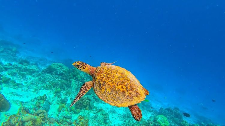 Une tortue de mer au large du Belize