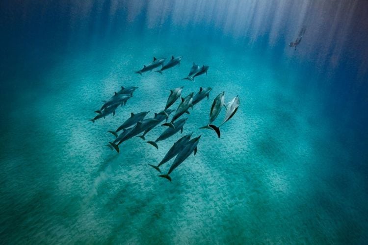 Banc de dauphins proche de la surface de Paros