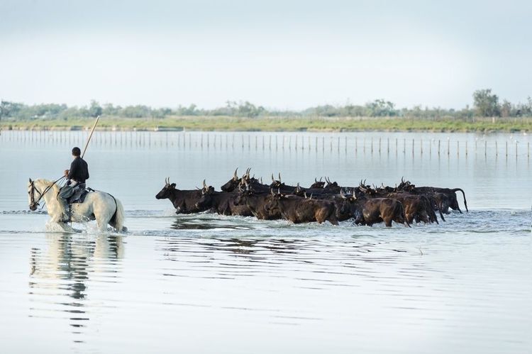 La Camargue